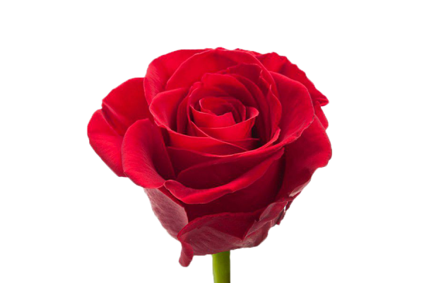 Роза Гран При